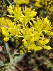 Petrosedum montanum (Petrosedum montanum)