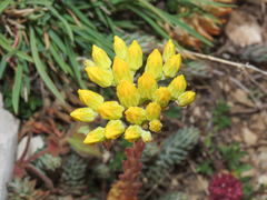 Petrosedum montanum (Petrosedum montanum)