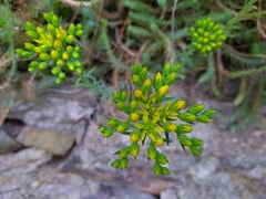 Petrosedum montanum (Petrosedum montanum)