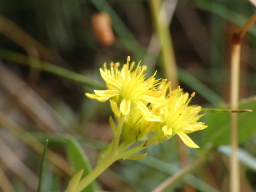 Petrosedum montanum (Petrosedum montanum)
