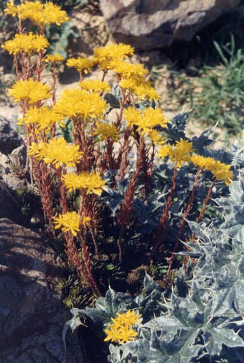 European stonecrop: Sedum ochroleucum