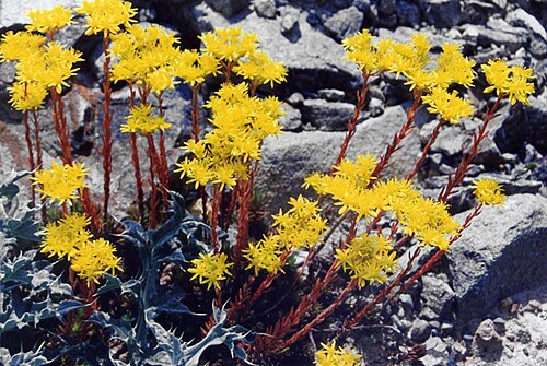 European stonecrop: Sedum ochroleucum