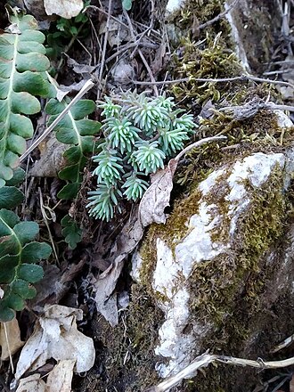 European stonecrop: Sedum ochroleucum je вишегодишња зељаста биљка. Припада сукулентама. Честа је у листопадним и мешовитим шумама.