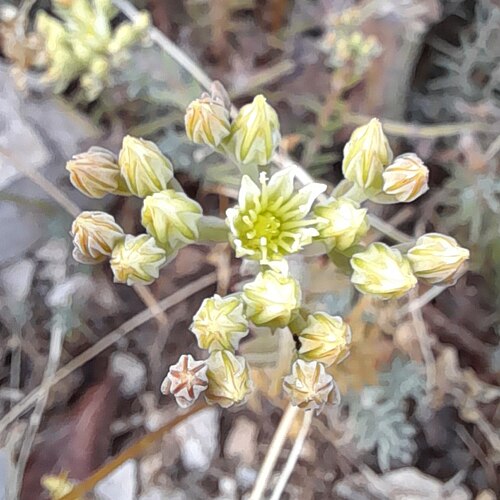 European stonecrop: Plant in Split