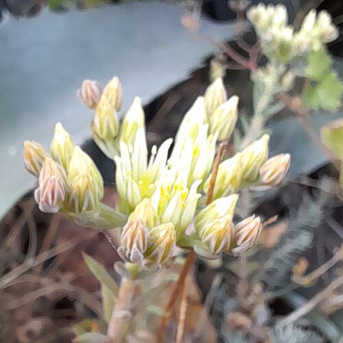 European stonecrop: Plant in Split