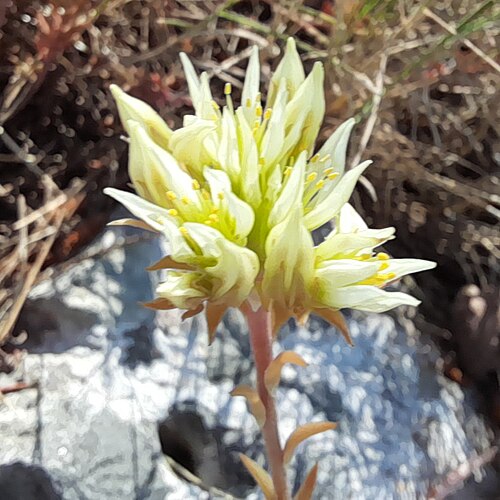 European stonecrop: Plant in Stari Grad