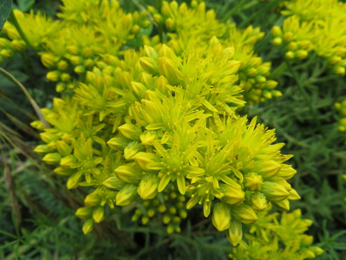 Petrosedum orientale (Petrosedum orientale)