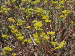 Petrosedum orientale (Petrosedum orientale)