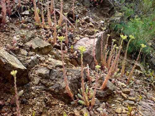Petrosedum orientale (Petrosedum orientale)