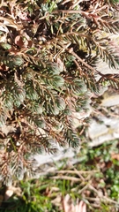 Petrosedum orientale (Petrosedum orientale)