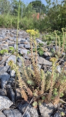 Petrosedum orientale (Petrosedum orientale)