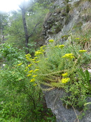 Petrosedum orientale (Petrosedum orientale)