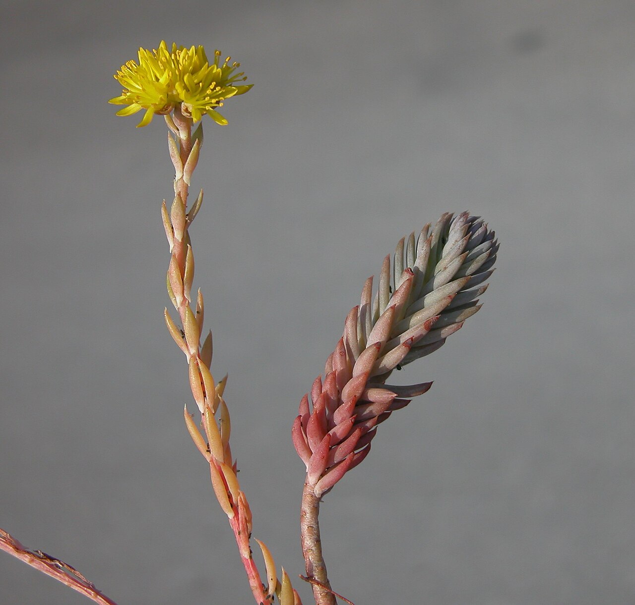 Petrosedum orientale: Petrosedum thartii flower and leaves