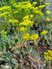 Petrosedum orientale (Petrosedum orientale)