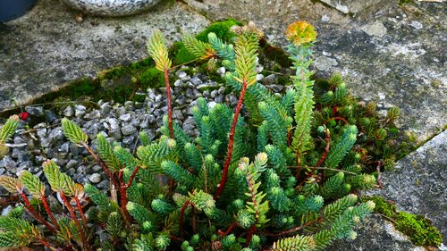 Petrosedum orientale (Petrosedum orientale)