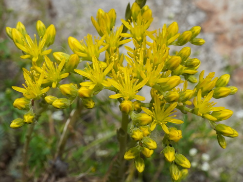 Petrosedum orientale (Petrosedum orientale)