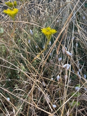 Petrosedum orientale (Petrosedum orientale)