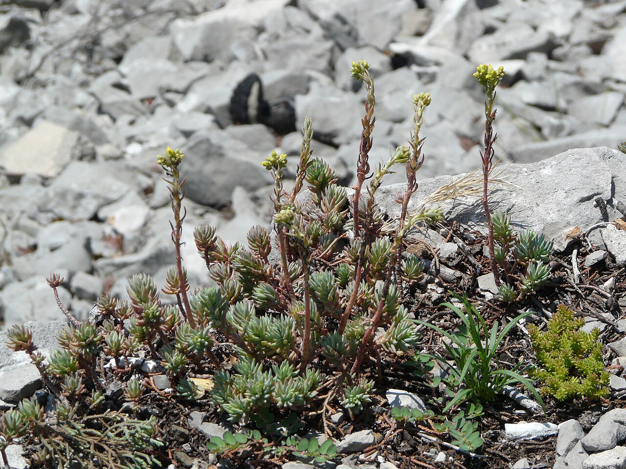 Petrosedum orientale: Petrosedum thartii in its habitat