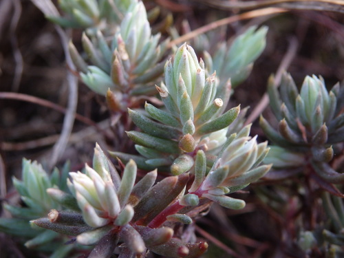 Petrosedum pruinatum (Petrosedum pruinatum)