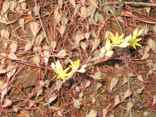 Petrosedum pruinatum (Petrosedum pruinatum)