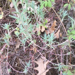 Petrosedum pruinatum (Petrosedum pruinatum)
