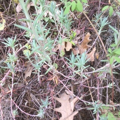 Petrosedum pruinatum (Petrosedum pruinatum)