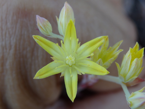 Petrosedum pruinatum (Petrosedum pruinatum)