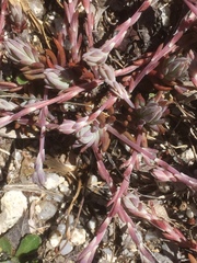 Petrosedum pruinatum (Petrosedum pruinatum)
