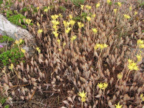 Petrosedum pruinatum (Petrosedum pruinatum)