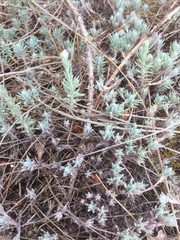 Petrosedum pruinatum (Petrosedum pruinatum)