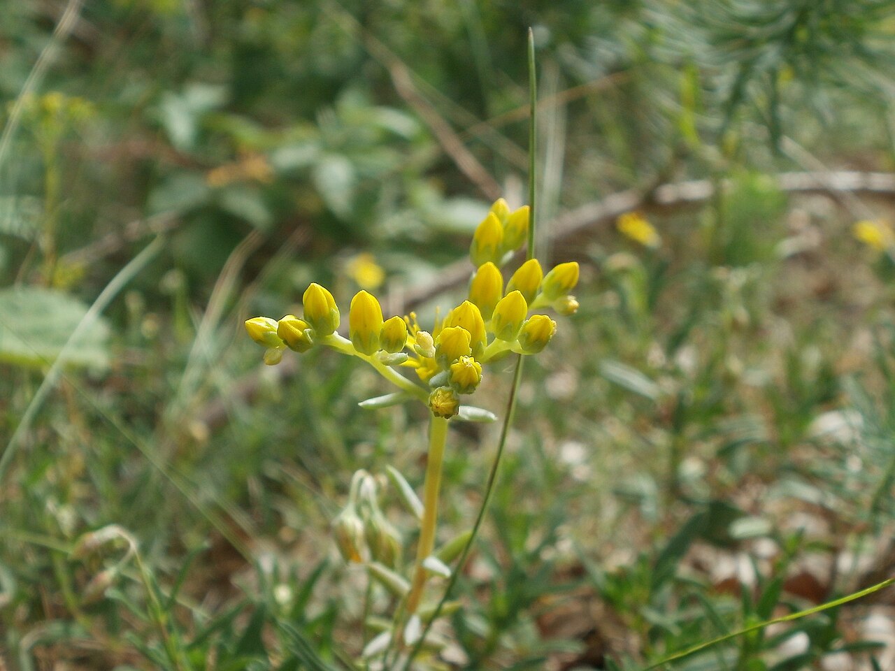 Petrosedum rupestre: Felsen-Fetthenne oder Tripmadam ( Sedum rupestre ) auf dem Dreieichenbuckel