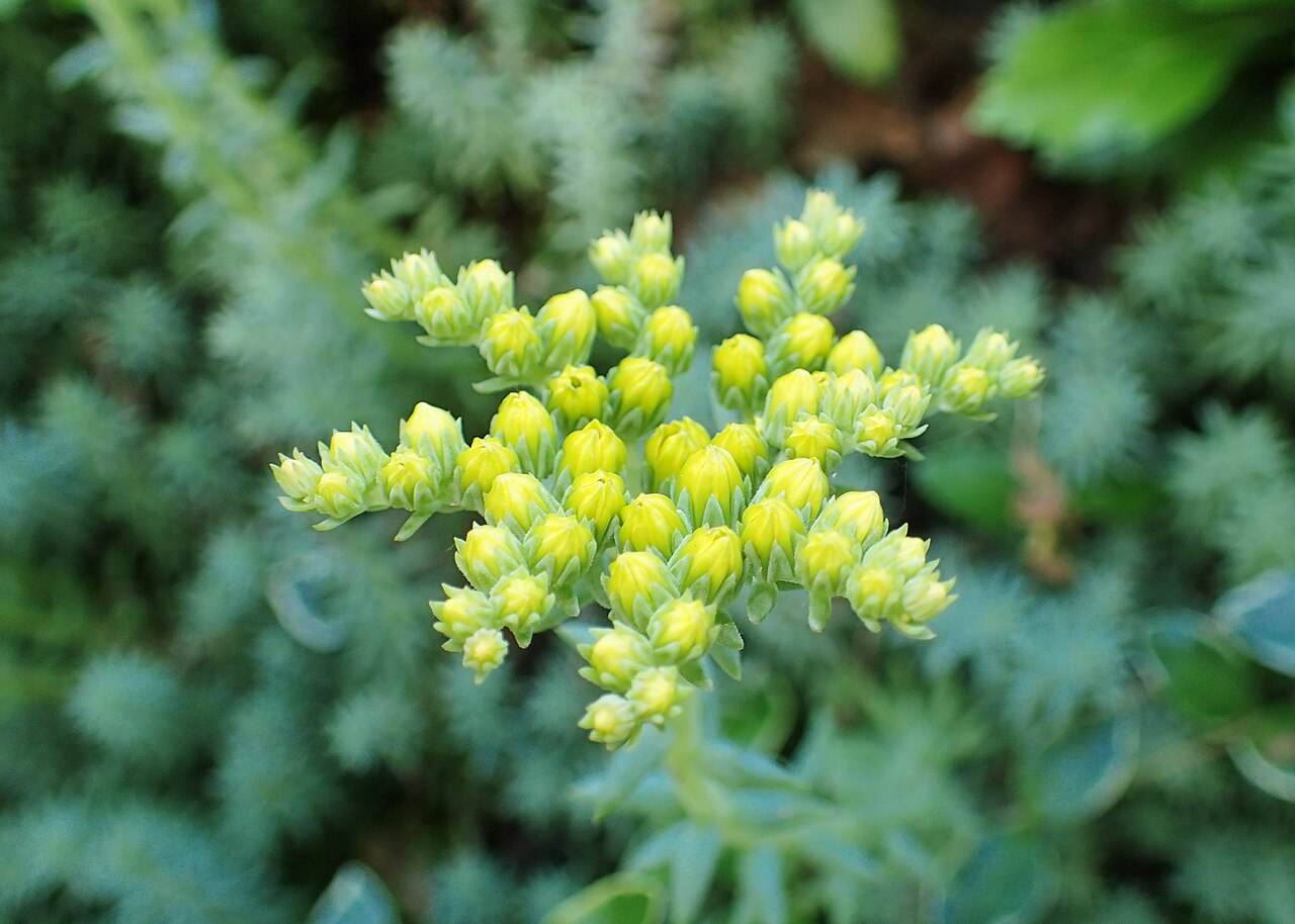 Petrosedum rupestre: Petrosedum rupestre in arboretum in Wojsławice