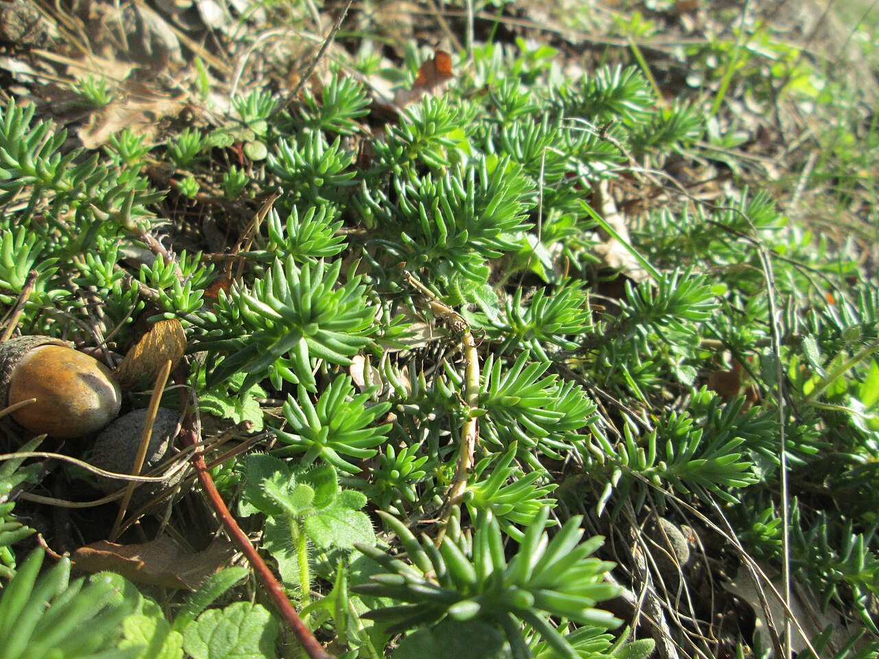 Petrosedum rupestre: Felsen-Fetthenne oder Tripmadam ( Sedum rupestre ) am Dreieichenbuckel im Naturschutzgebiet „Oftersheimer Dünen“