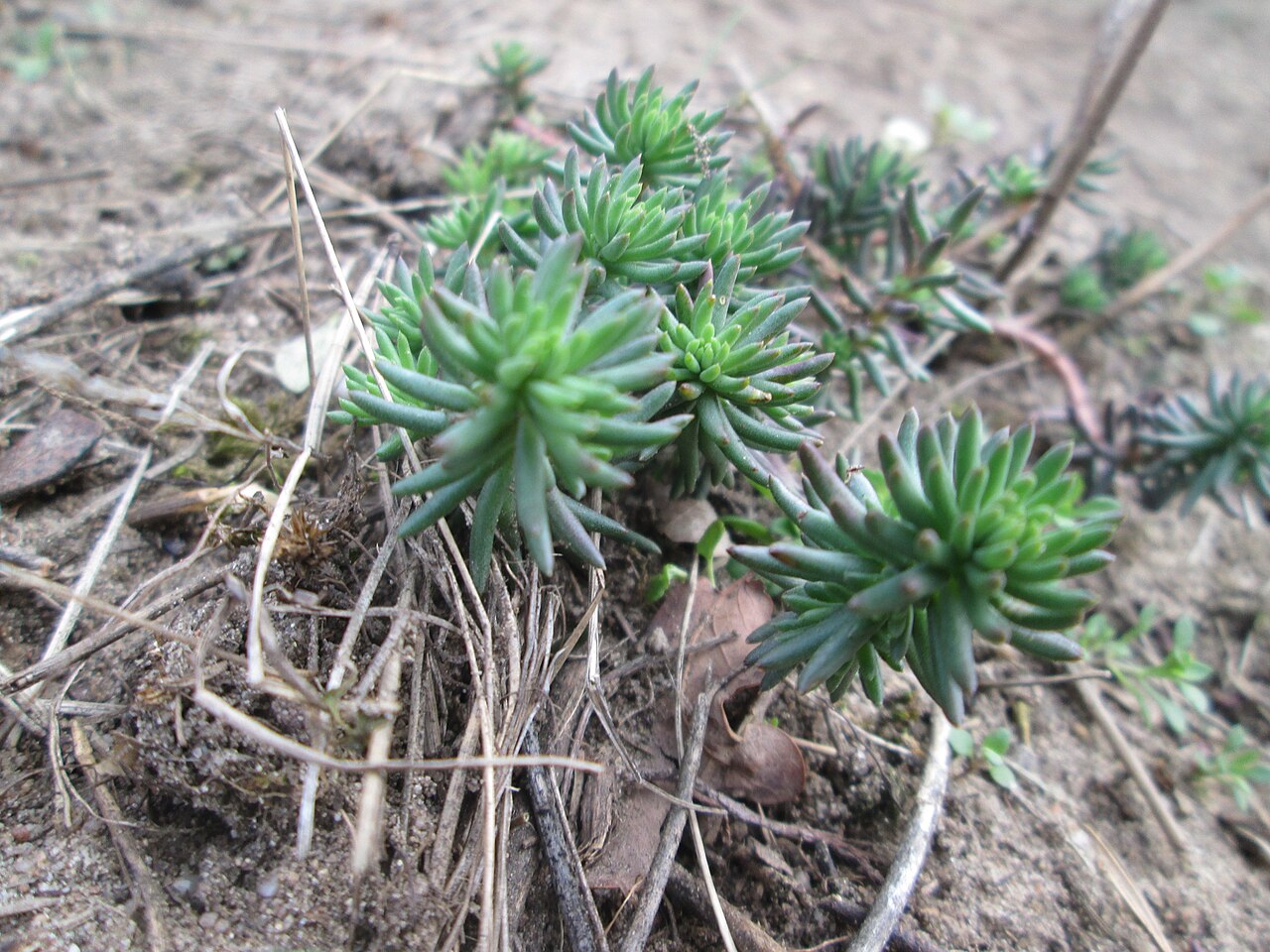 Petrosedum rupestre: Felsen-Fetthenne oder Tripmadam ( Sedum rupestre ) auf dem Dreieichenbuckel im Naturschutzgebiet „Oftersheimer Dünen“