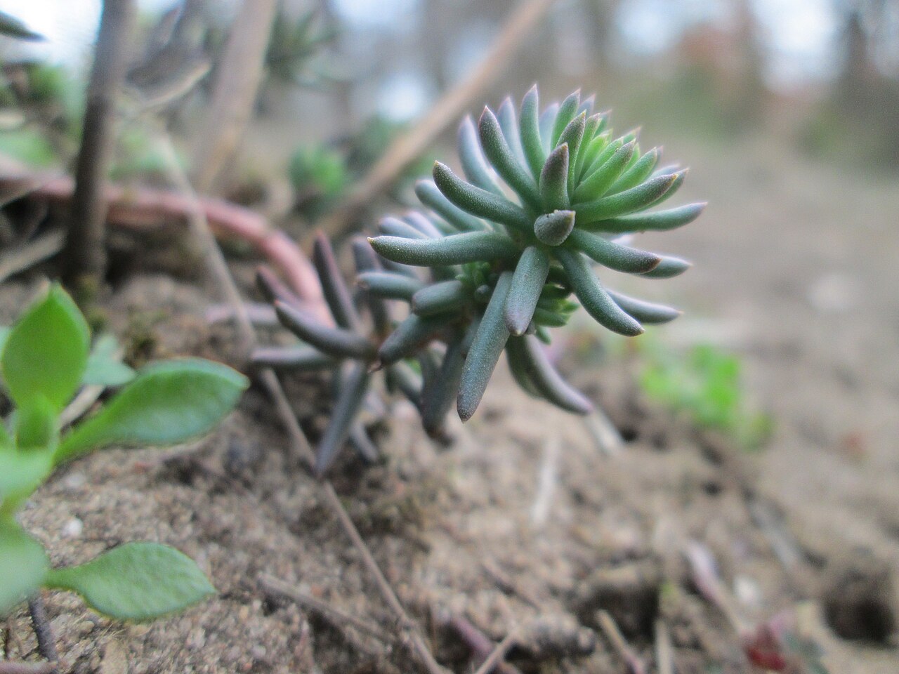 Petrosedum rupestre: Felsen-Fetthenne oder Tripmadam ( Sedum rupestre ) auf dem Dreieichenbuckel im Naturschutzgebiet „Oftersheimer Dünen“