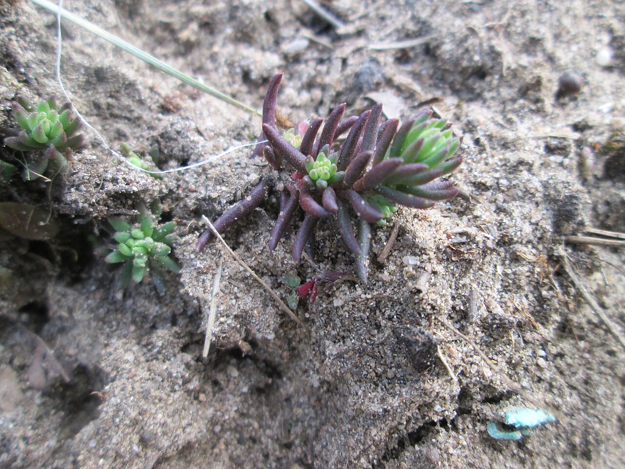 Petrosedum rupestre: Felsen-Fetthenne oder Tripmadam ( Sedum rupestre ) auf dem Dreieichenbuckel im Naturschutzgebiet „Oftersheimer Dünen“