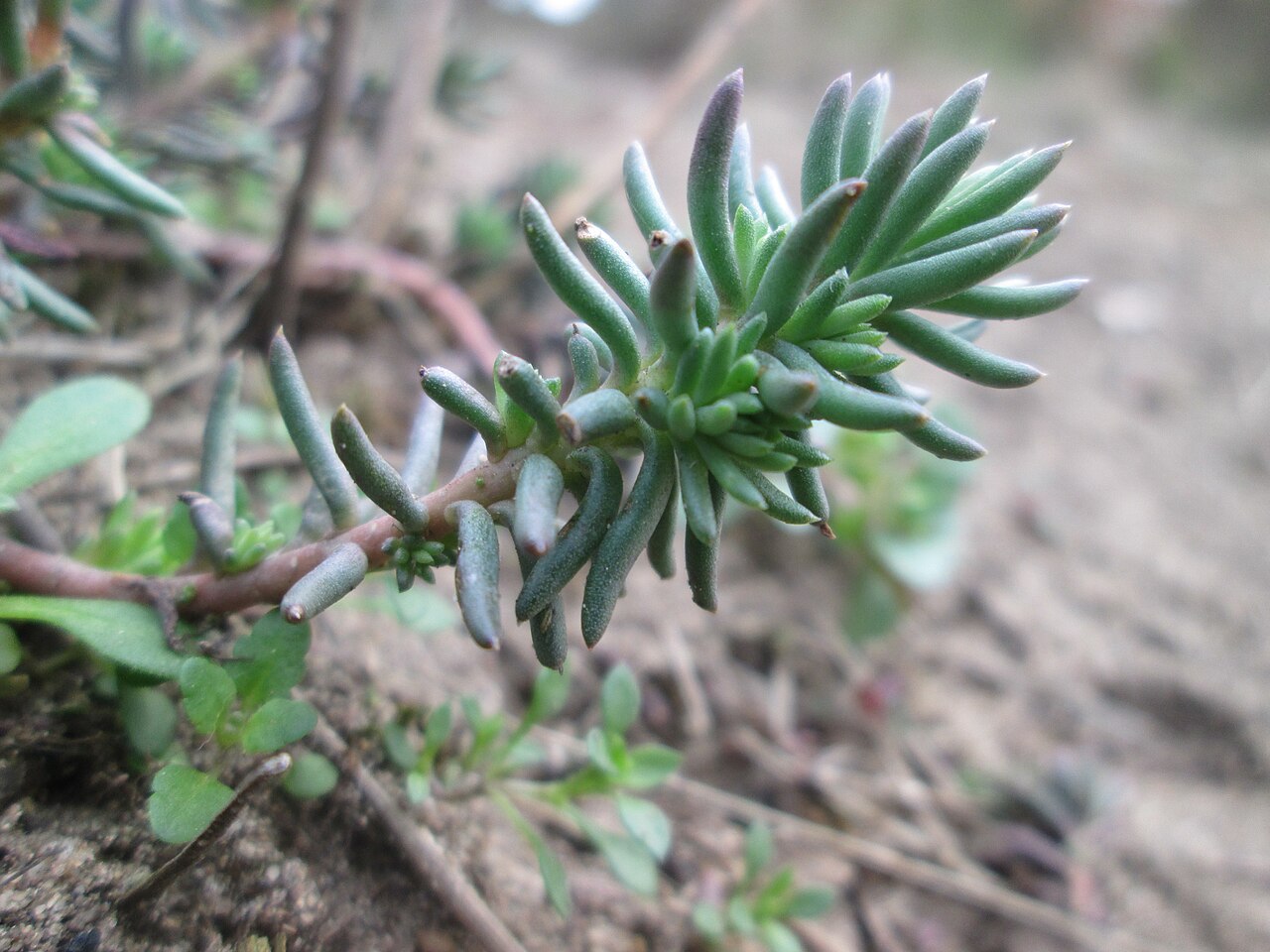 Petrosedum rupestre: Felsen-Fetthenne oder Tripmadam ( Sedum rupestre ) auf dem Dreieichenbuckel im Naturschutzgebiet „Oftersheimer Dünen“