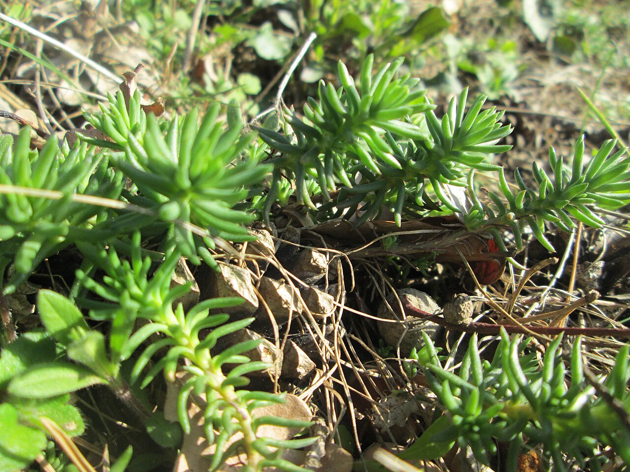 Petrosedum rupestre: Die eher seltene Felsen-Fetthenne oder Tripmadam ( Sedum rupestre ) am Dreieichenbuckel im Naturschutzgebiet „Oftersheimer Dünen“
