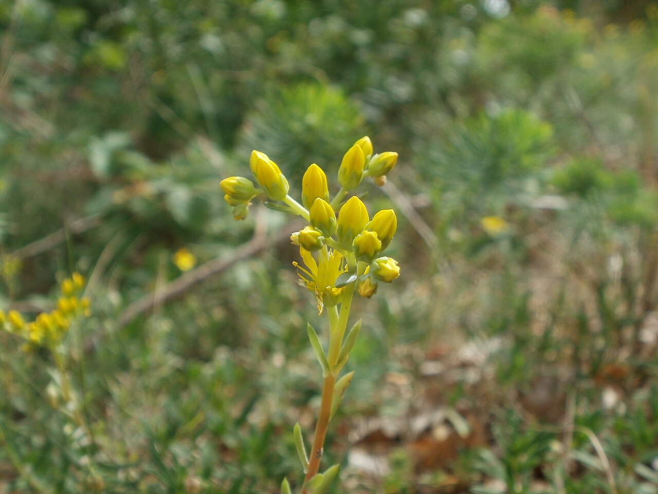 Petrosedum rupestre: Felsen-Fetthenne oder Tripmadam ( Sedum rupestre ) auf dem Dreieichenbuckel
