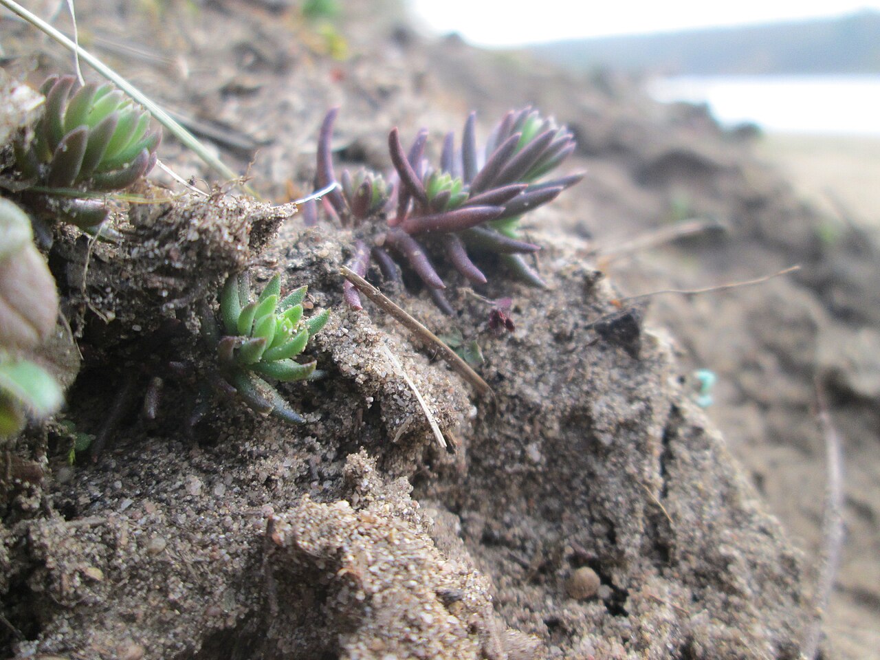 Petrosedum rupestre: Felsen-Fetthenne oder Tripmadam ( Sedum rupestre ) auf dem Dreieichenbuckel im Naturschutzgebiet „Oftersheimer Dünen“