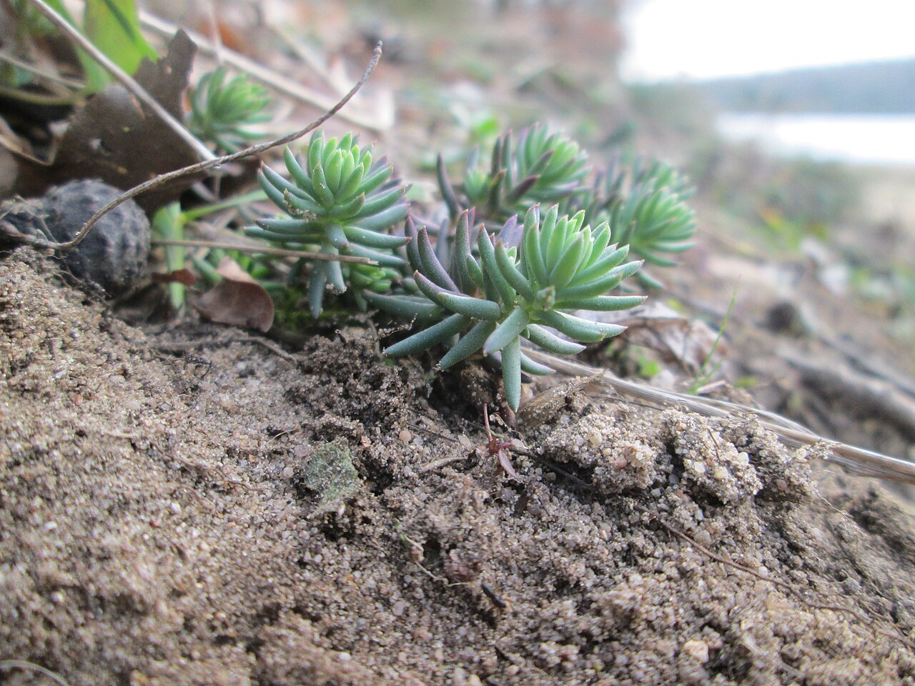 Petrosedum rupestre: Felsen-Fetthenne oder Tripmadam ( Sedum rupestre ) auf dem Dreieichenbuckel im Naturschutzgebiet „Oftersheimer Dünen“