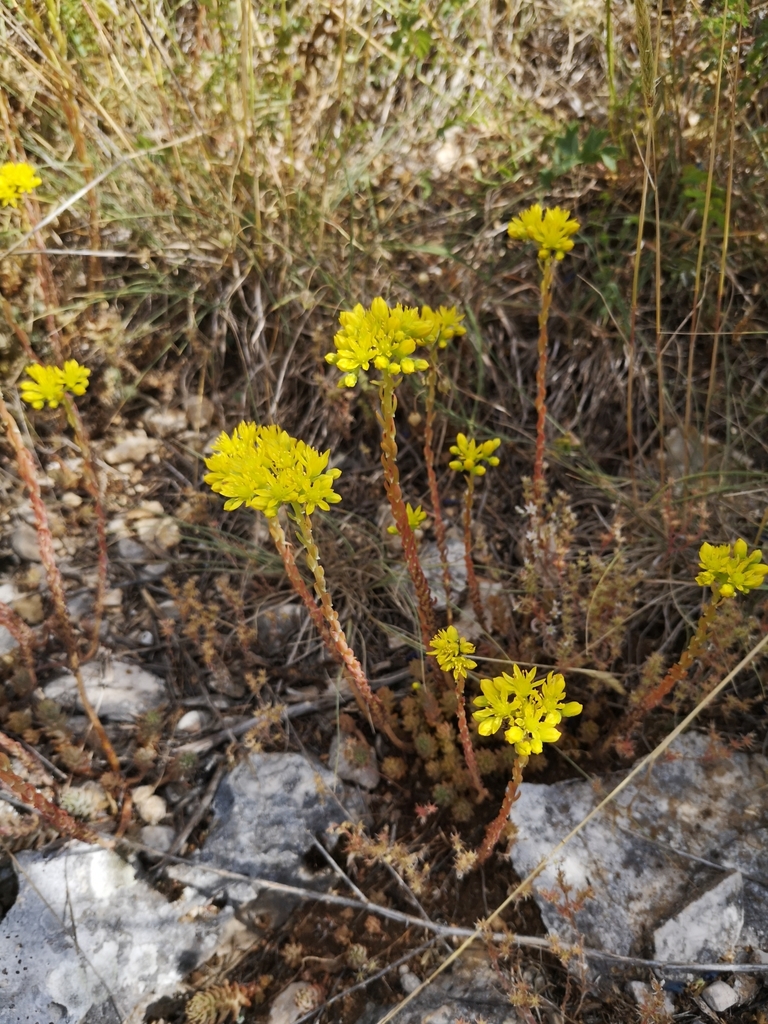 Petrosedum rupestre (Petrosedum rupestre)