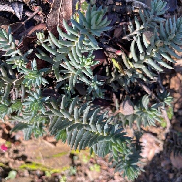 Petrosedum sediforme (Petrosedum sediforme)
