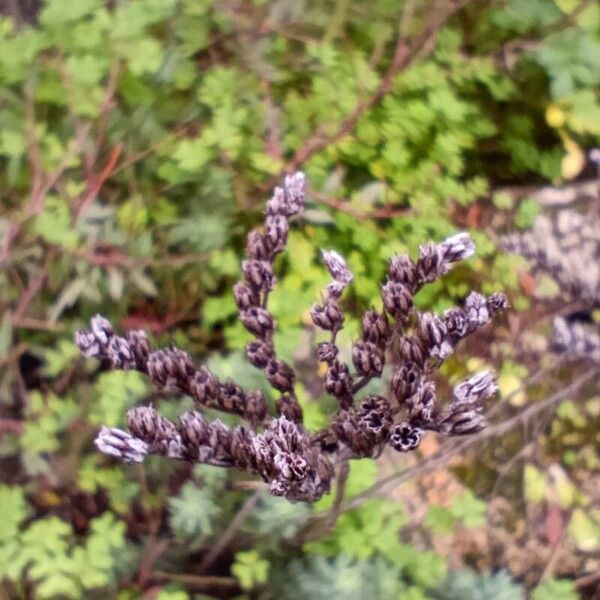 Petrosedum sediforme (Petrosedum sediforme)