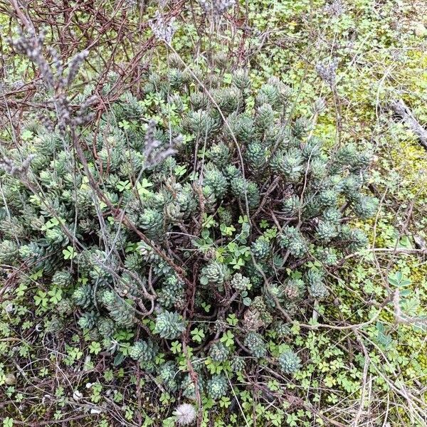 Petrosedum sediforme (Petrosedum sediforme)
