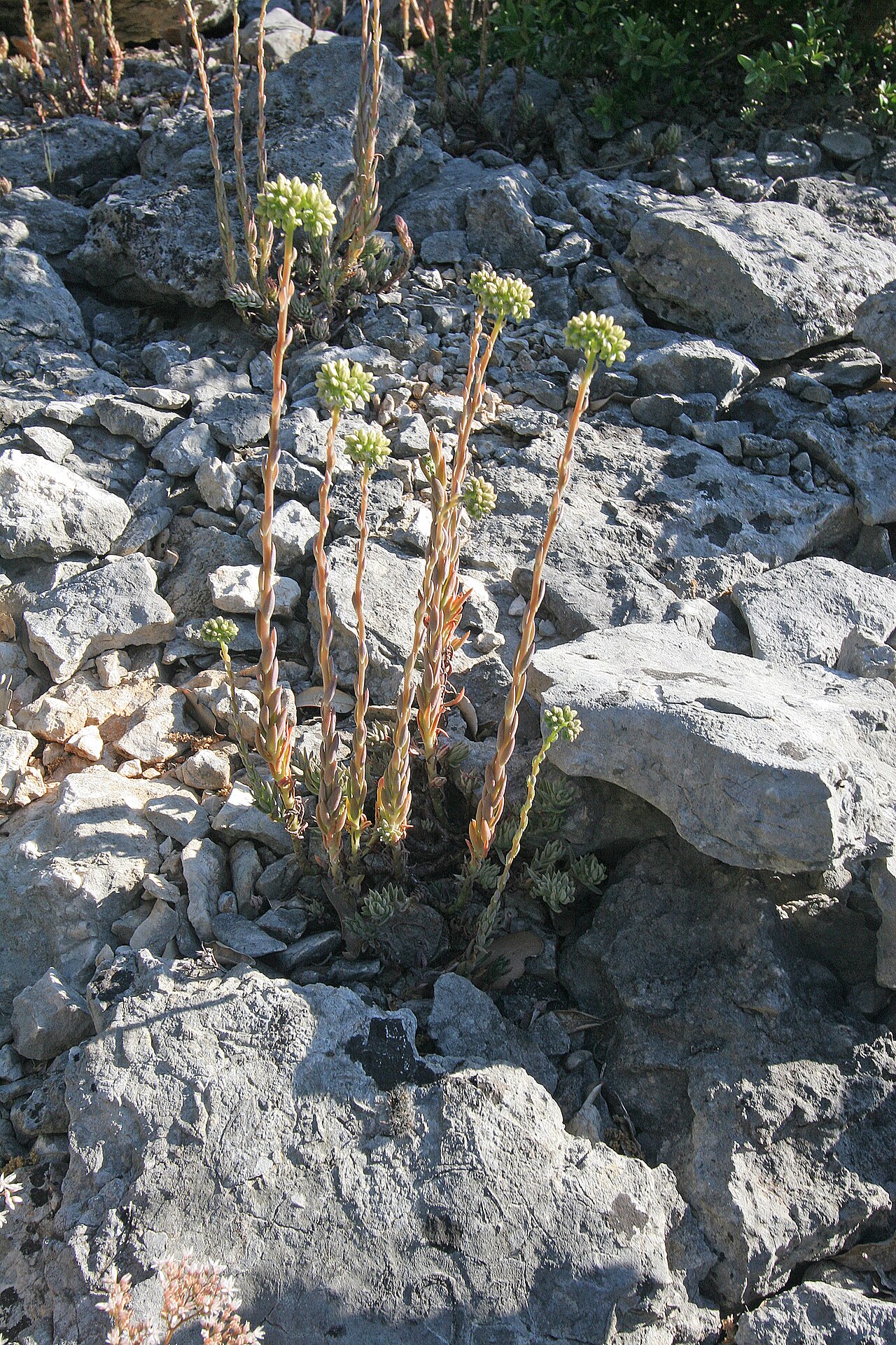 Petrosedum sediforme: saxifrage in Ardeche