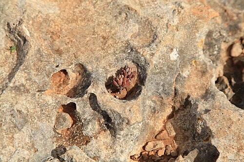 Petrosedum sediforme: Sedum sediforme growing at Triq tad-Dahar in Mellieħa , Malta
