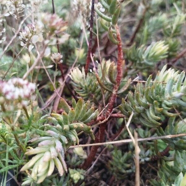 Petrosedum sediforme (Petrosedum sediforme)