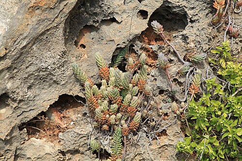 Petrosedum sediforme: Sedum sediforme growing at the Ġnejna Bay in Mġarr , Malta