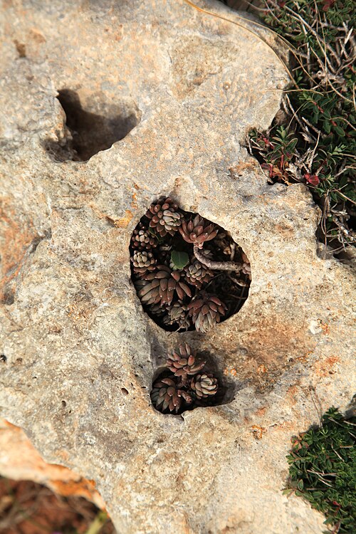 Petrosedum sediforme: Sedum sediforme growing at Triq tad-Dahar in Mellieħa , Malta